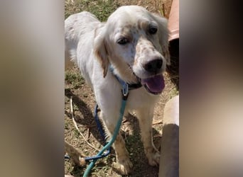 Freundlicher Warren sucht sein Lebensglück