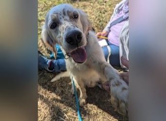 Freundlicher Warren sucht sein Lebensglück