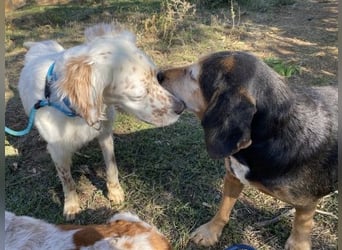 Freundlicher Warren sucht sein Lebensglück