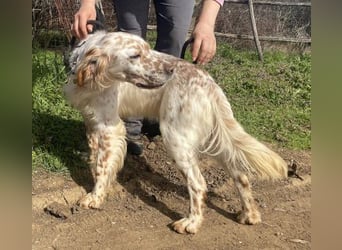 *Reserviert* Renar - charmanter Hundebub