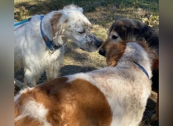 Freundlicher Warren sucht sein Lebensglück