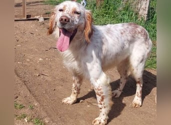 *Reserviert* Renar - charmanter Hundebub