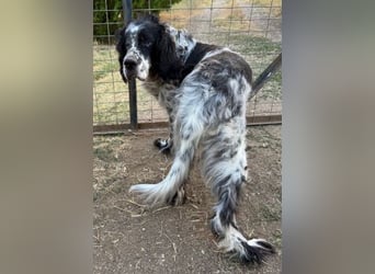 *Handicap* - Fiero feiner älterer  Setter sucht warmes Körbchen