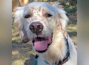 Freundlicher Warren sucht sein Lebensglück