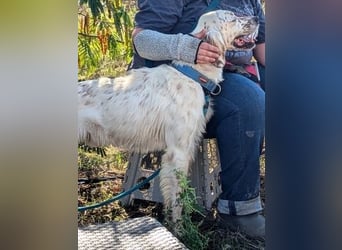 Freundlicher Warren sucht sein Lebensglück