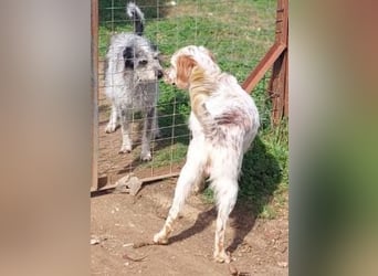 *Reserviert* Renar - charmanter Hundebub