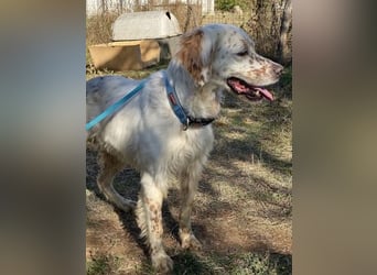 Freundlicher Warren sucht sein Lebensglück