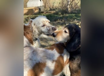 Freundlicher Warren sucht sein Lebensglück
