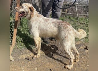 *Reserviert* Renar - charmanter Hundebub