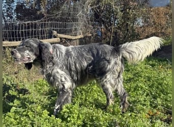 Ernesto - freundlicher Setter sucht sicheres Zuhause