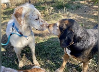 Freundlicher Warren sucht sein Lebensglück