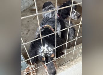 *Handicap* - Fiero feiner älterer  Setter sucht warmes Körbchen