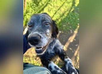 Ernesto - freundlicher Setter sucht sicheres Zuhause