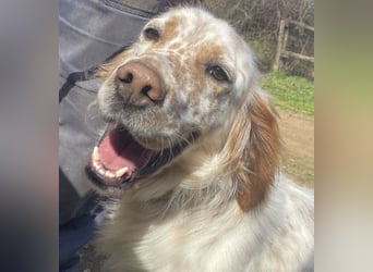 *Reserviert* Renar - charmanter Hundebub
