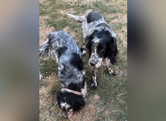 *Handicap* - Fiero feiner älterer  Setter sucht warmes Körbchen