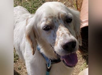 Freundlicher Warren sucht sein Lebensglück