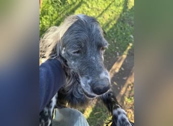Ernesto - freundlicher Setter sucht sicheres Zuhause