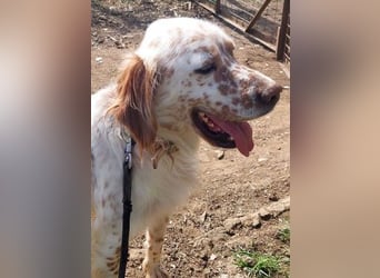 *Reserviert* Renar - charmanter Hundebub