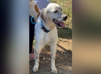 Freundlicher Warren sucht sein Lebensglück