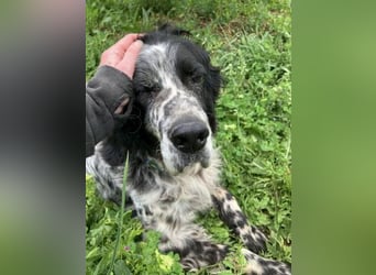 *Handicap* - Fiero feiner älterer  Setter sucht warmes Körbchen