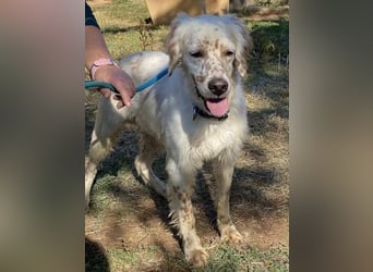 Freundlicher Warren sucht sein Lebensglück