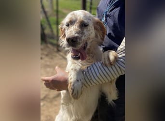 *Reserviert* Renar - charmanter Hundebub