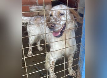 *Reserviert* Renar - charmanter Hundebub