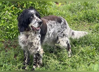 *Handicap* - Fiero feiner älterer  Setter sucht warmes Körbchen