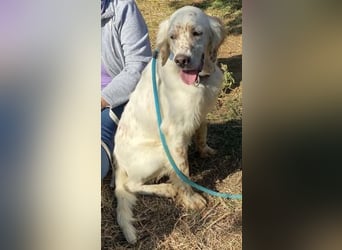 Freundlicher Warren sucht sein Lebensglück