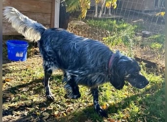 Ernesto - freundlicher Setter sucht sicheres Zuhause