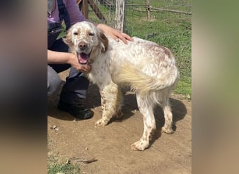 *Reserviert* Renar - charmanter Hundebub