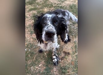 *Handicap* - Fiero feiner älterer  Setter sucht warmes Körbchen