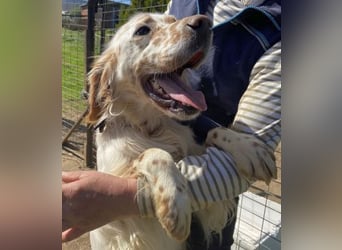 *Reserviert* Renar - charmanter Hundebub