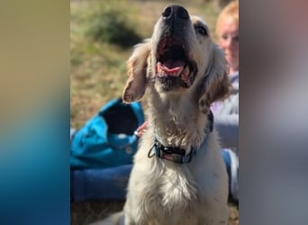 Freundlicher Warren sucht sein Lebensglück