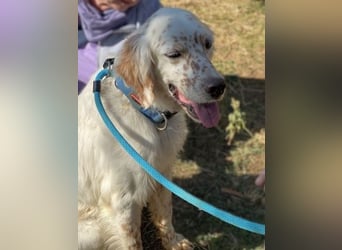 Freundlicher Warren sucht sein Lebensglück