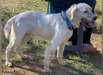 Freundlicher Warren sucht sein Lebensglück