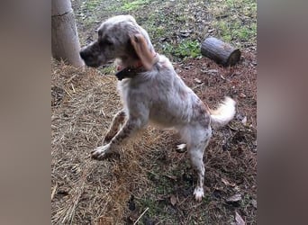 *Reserviert* Renar - charmanter Hundebub