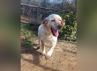 *Reserviert* Renar - charmanter Hundebub