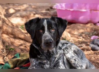 agiler Menschen bezogener Setter MERLIN