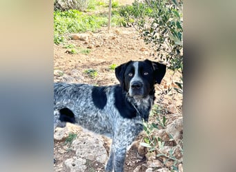 agiler Menschen bezogener Setter MERLIN