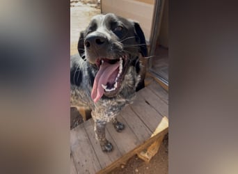 agiler Menschen bezogener Setter MERLIN