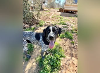 agiler Menschen bezogener Setter MERLIN