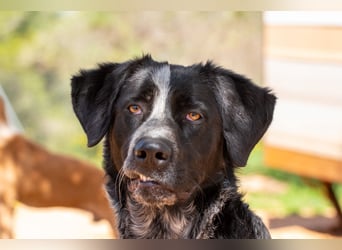agiler Menschen bezogener Setter MERLIN