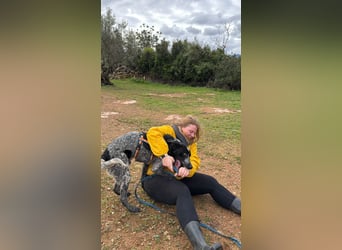 agiler Menschen bezogener Setter MERLIN