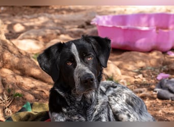agiler Menschen bezogener Setter MERLIN