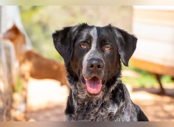 agiler Menschen bezogener Setter MERLIN