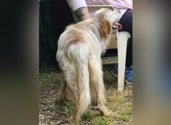 Sebastian - feiner Setter Mix im besten Alter