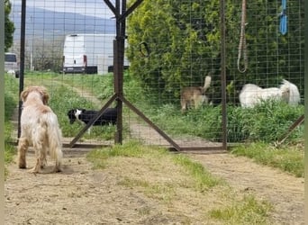 Sebastian - feiner Setter Mix im besten Alter
