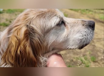 Sebastian - feiner Setter Mix im besten Alter