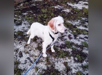 Leyla - junges freundliches Settermädchen